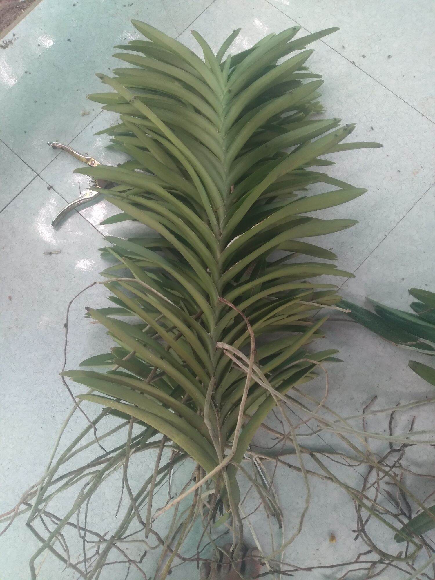 2 Cây Lan Giống Mokara  Màu Đỏ (cây cao 50-60 cm)