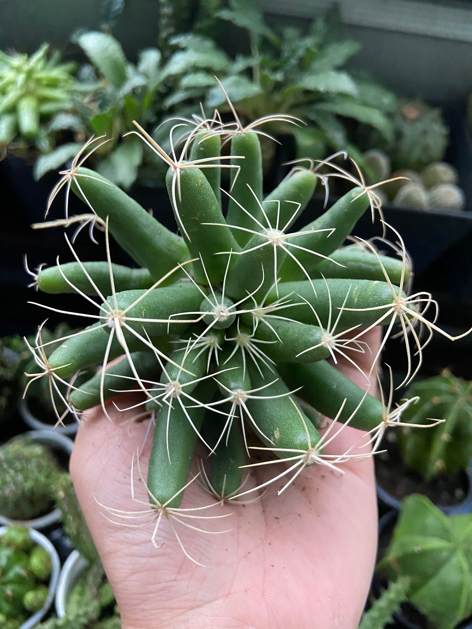 Xương Rồng Chuối Chùm