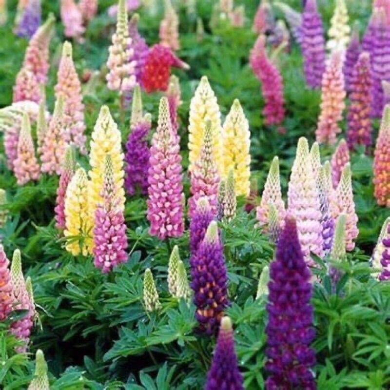 Chuẩn hoa 🌹 tết 🌸hạt giống hoa lupin