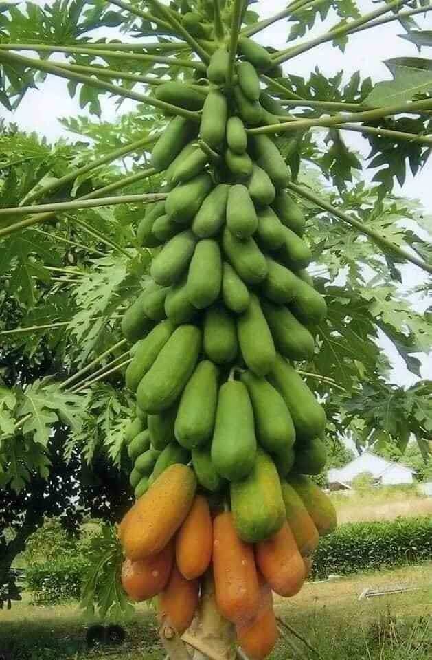 Cây giống đu đủ lùn thái 5 cây