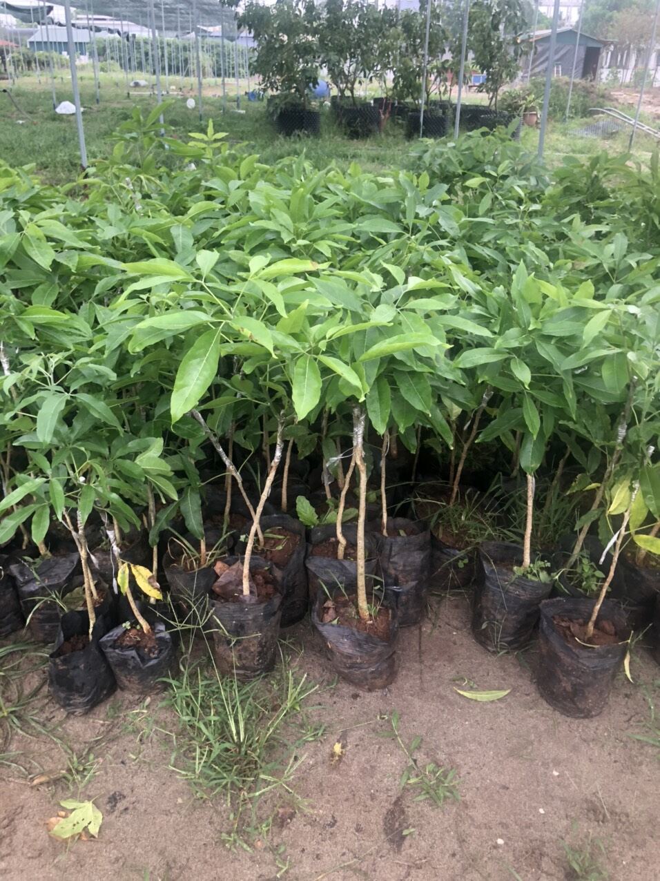 CÂY GIỐNG BÁNH KEM NHẬP KHẨU