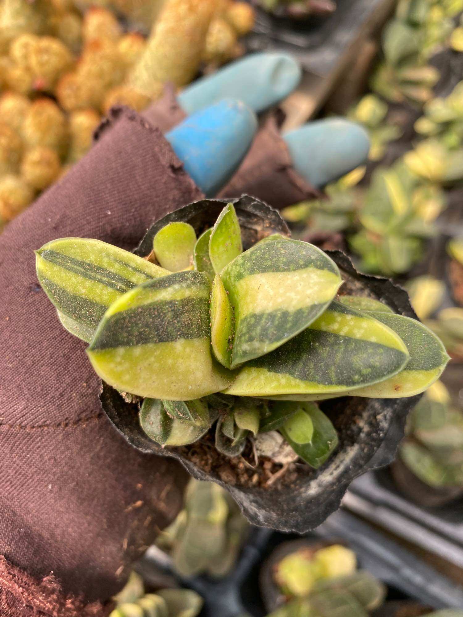 Cây sen đá mỏ vịt var vịt lem_🌱hàng sẵn cây 4-5cm