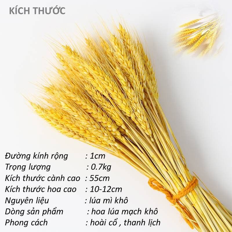 Bó Hoa Bông Lúa Mạch Khô Decor Trang Trí bó 100 cây