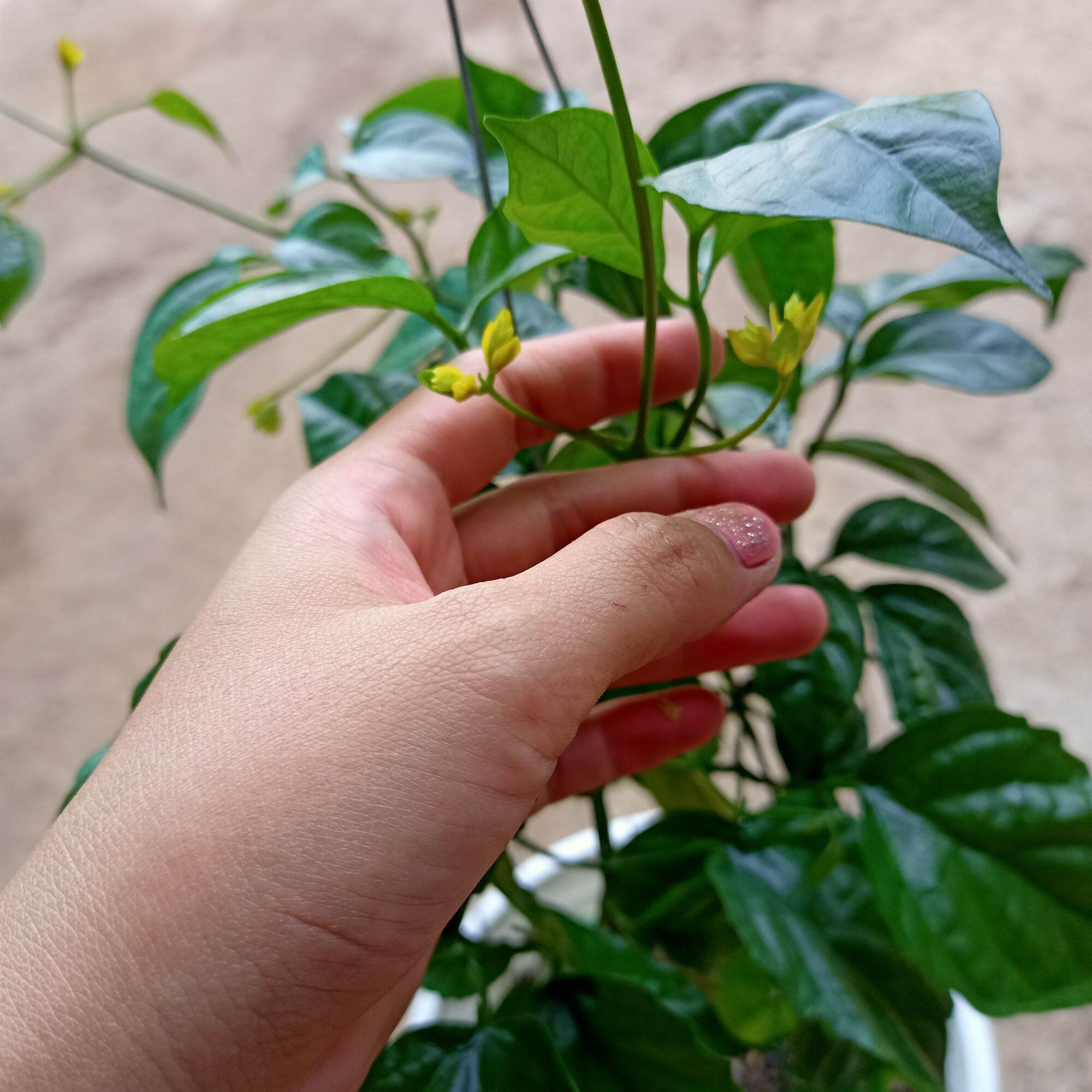 Chậu cây lan hoàng dương đang hoa