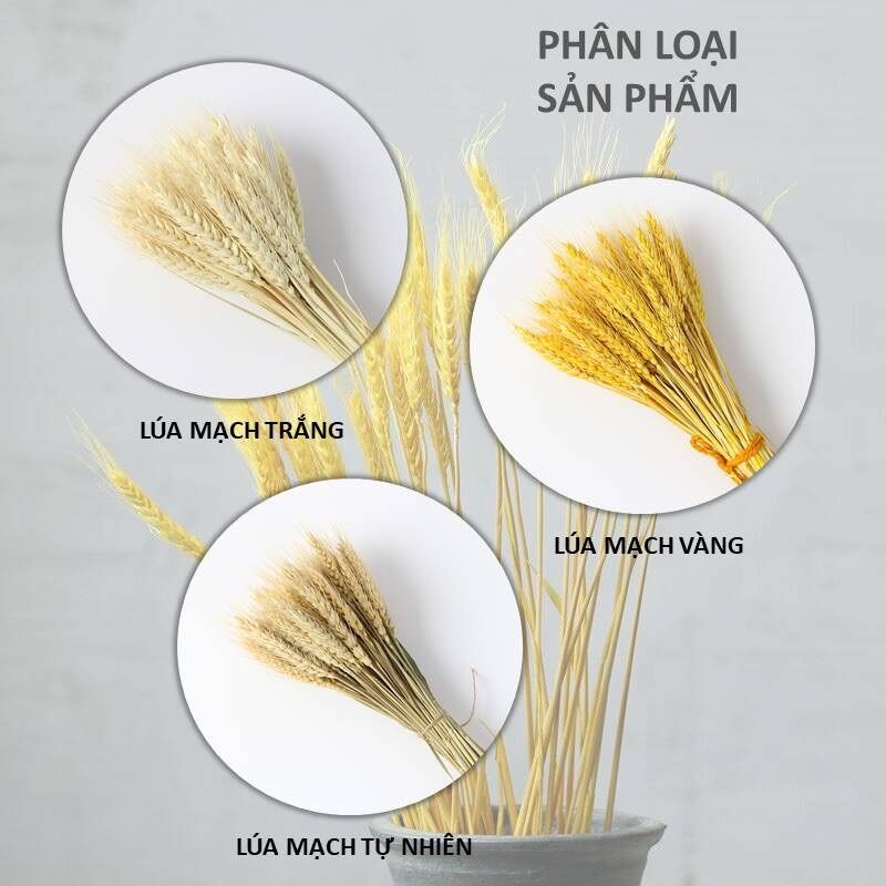 Bó Hoa Bông Lúa Mạch Khô Decor Trang Trí bó 100 cây