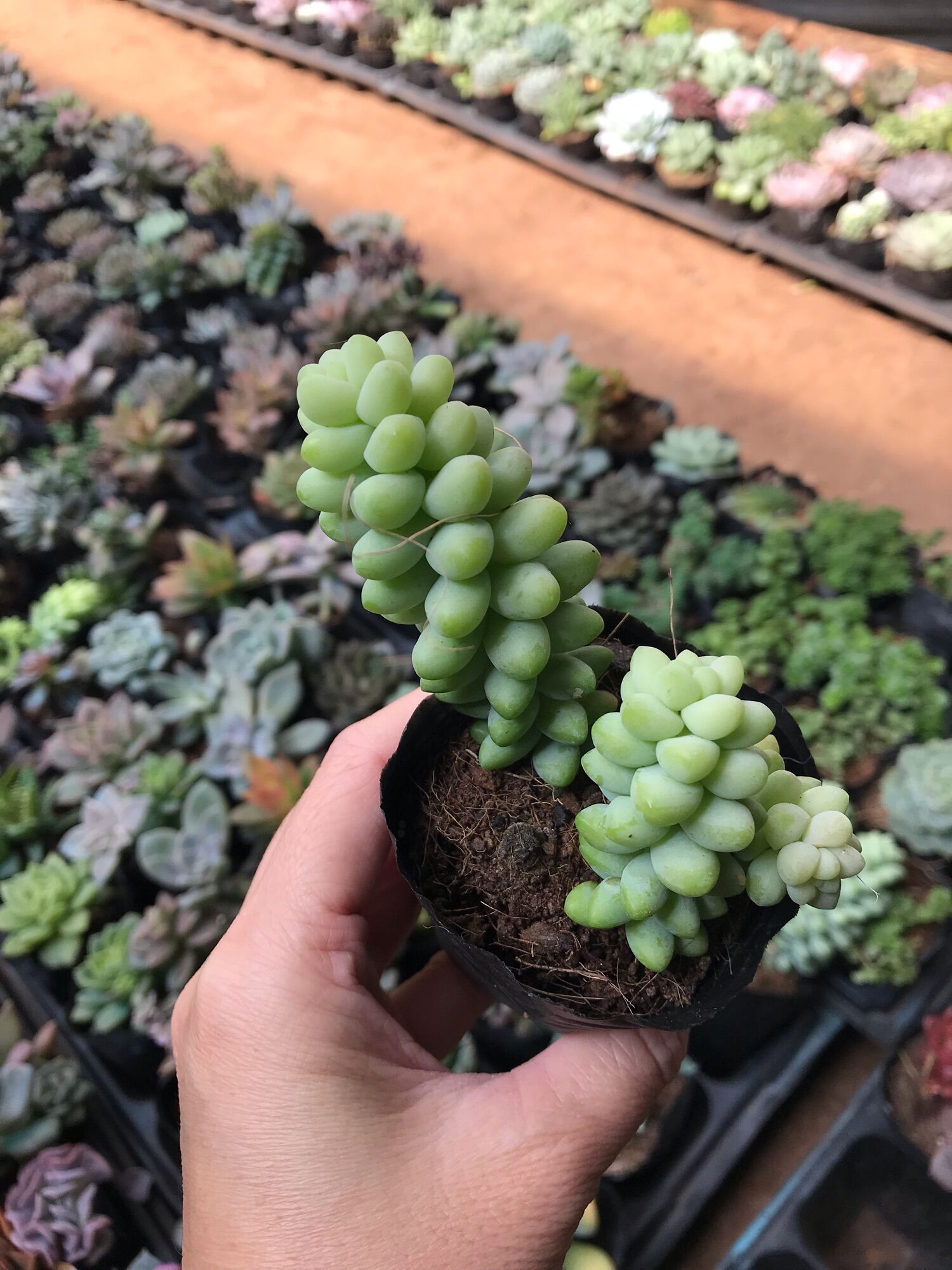 Sen đá chuỗi ngọc cute size bầu