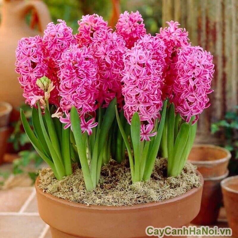 Củ hoa tiên ông giá sỉ