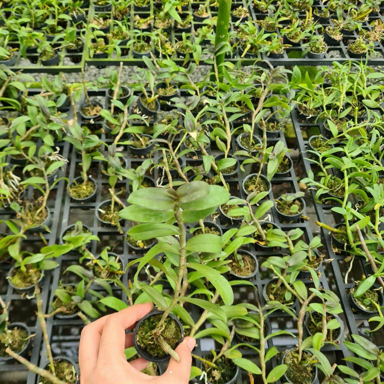 Phi điệp lưỡi bệt Thái