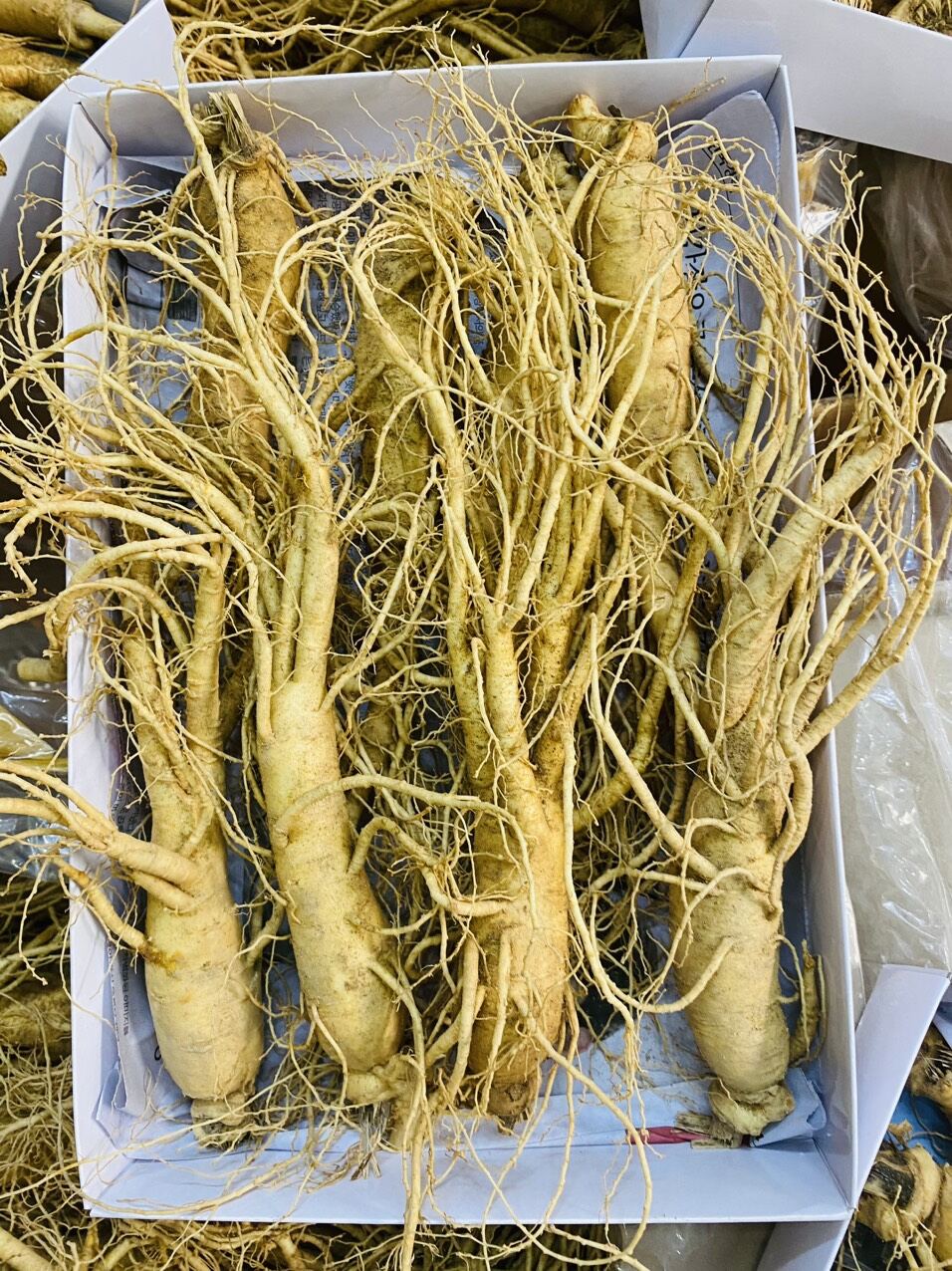 [HCM] 1 Củ Sâm Tươi Hàn Quốc đủ rễ loại 7 củ/kg