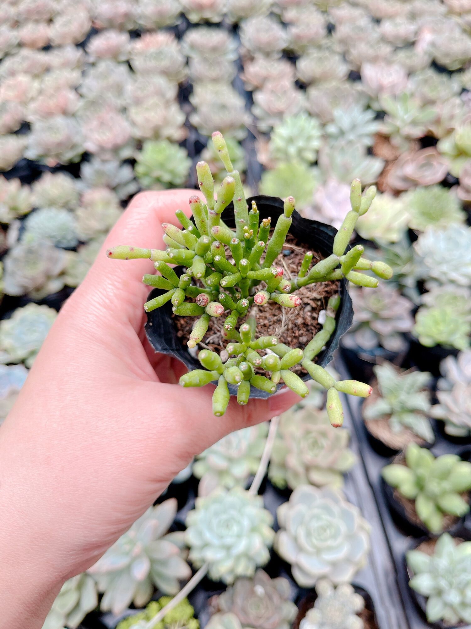 Sen đá hạt gạo size bầu 3-5 cm xuất vườn đà Lạt