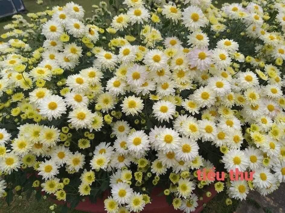 Cây cúc tiểu thư