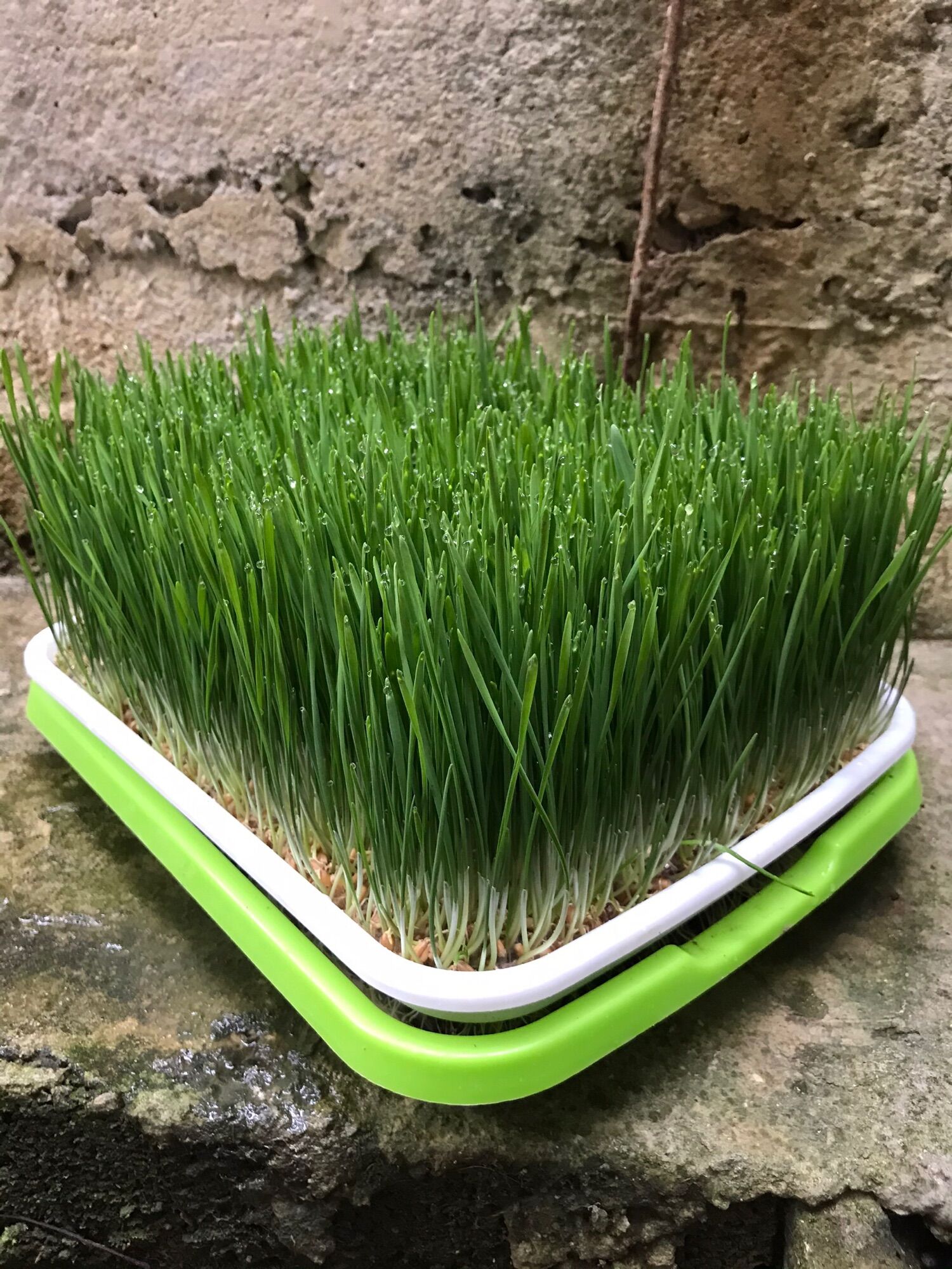 Hạt giống cỏ lúa mì hữu cơ 2 túi mỗi túi 1kg combo