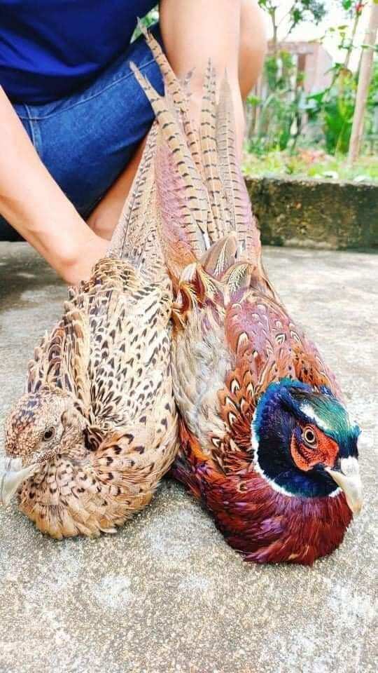 10 trứng chim trĩ nhà nuôi. ấp nở