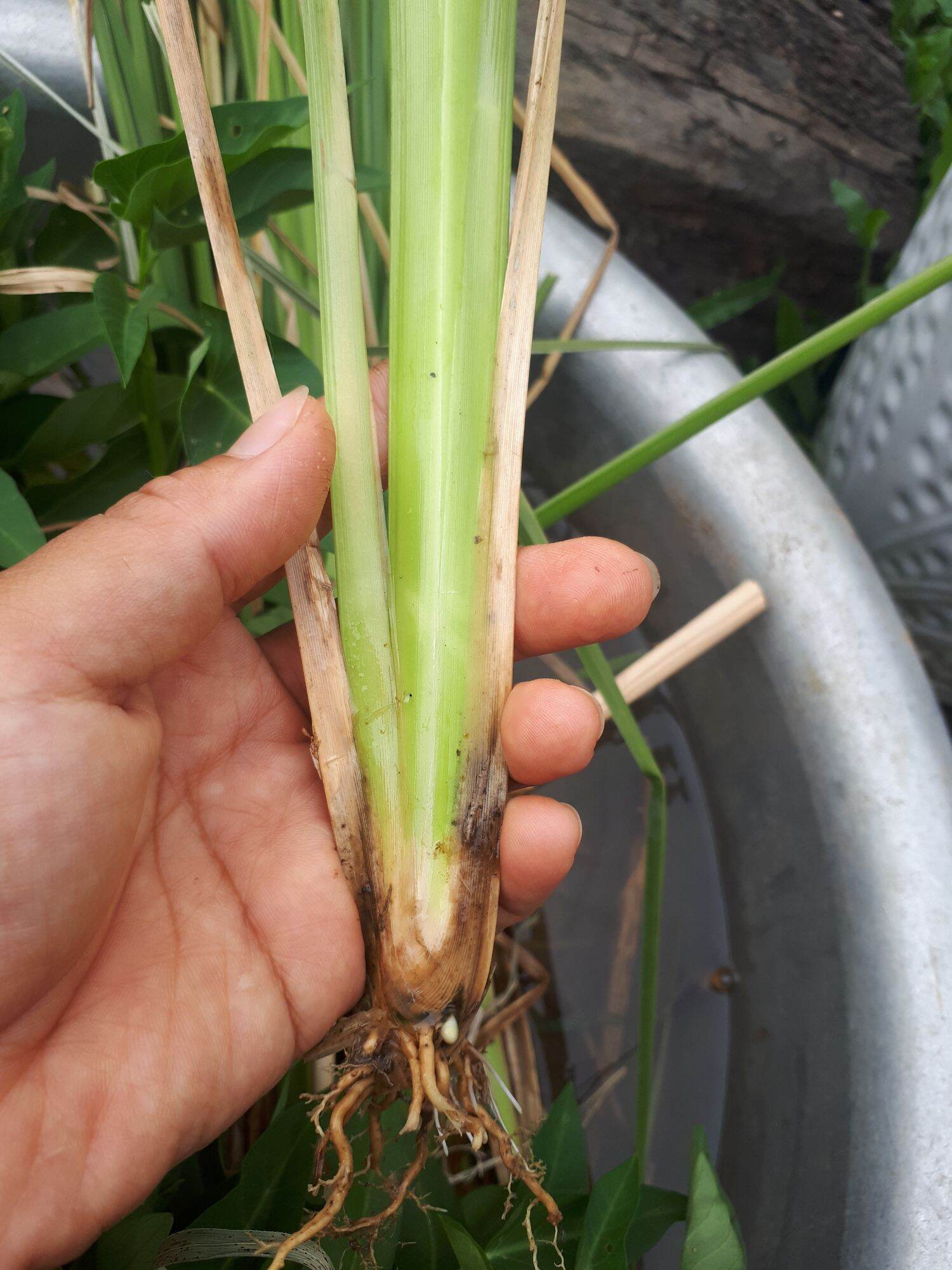 Combo 10 cây Cỏ Vetiver rễ trần (chống sạt lở, xói mòn)