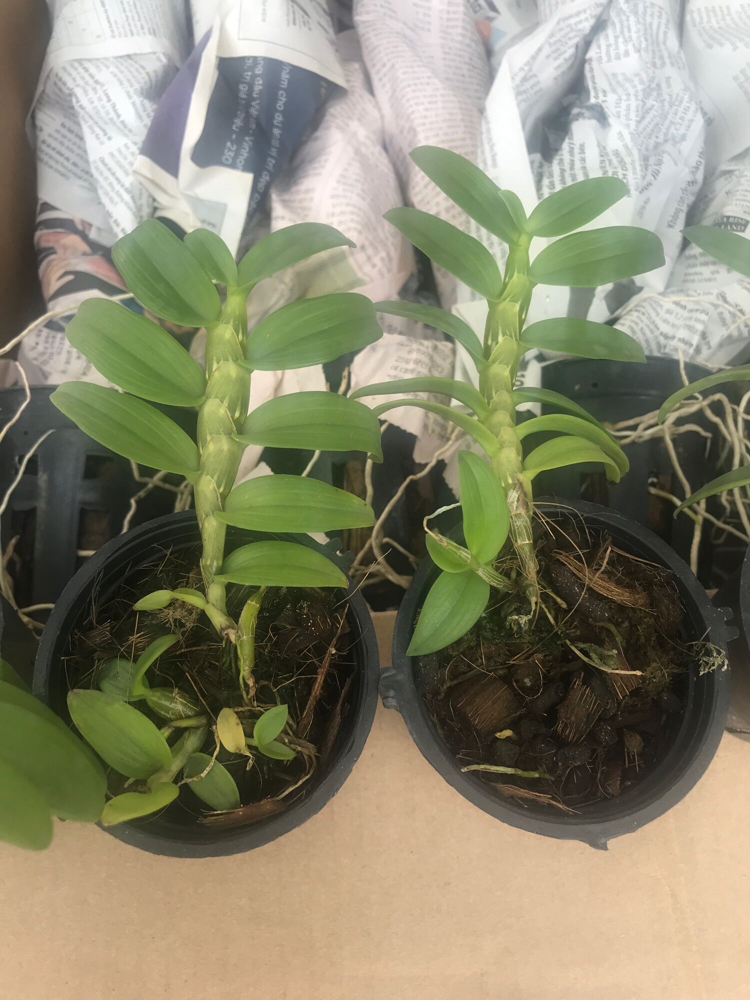 5 cánh trắng gieo hạt hoa sổ