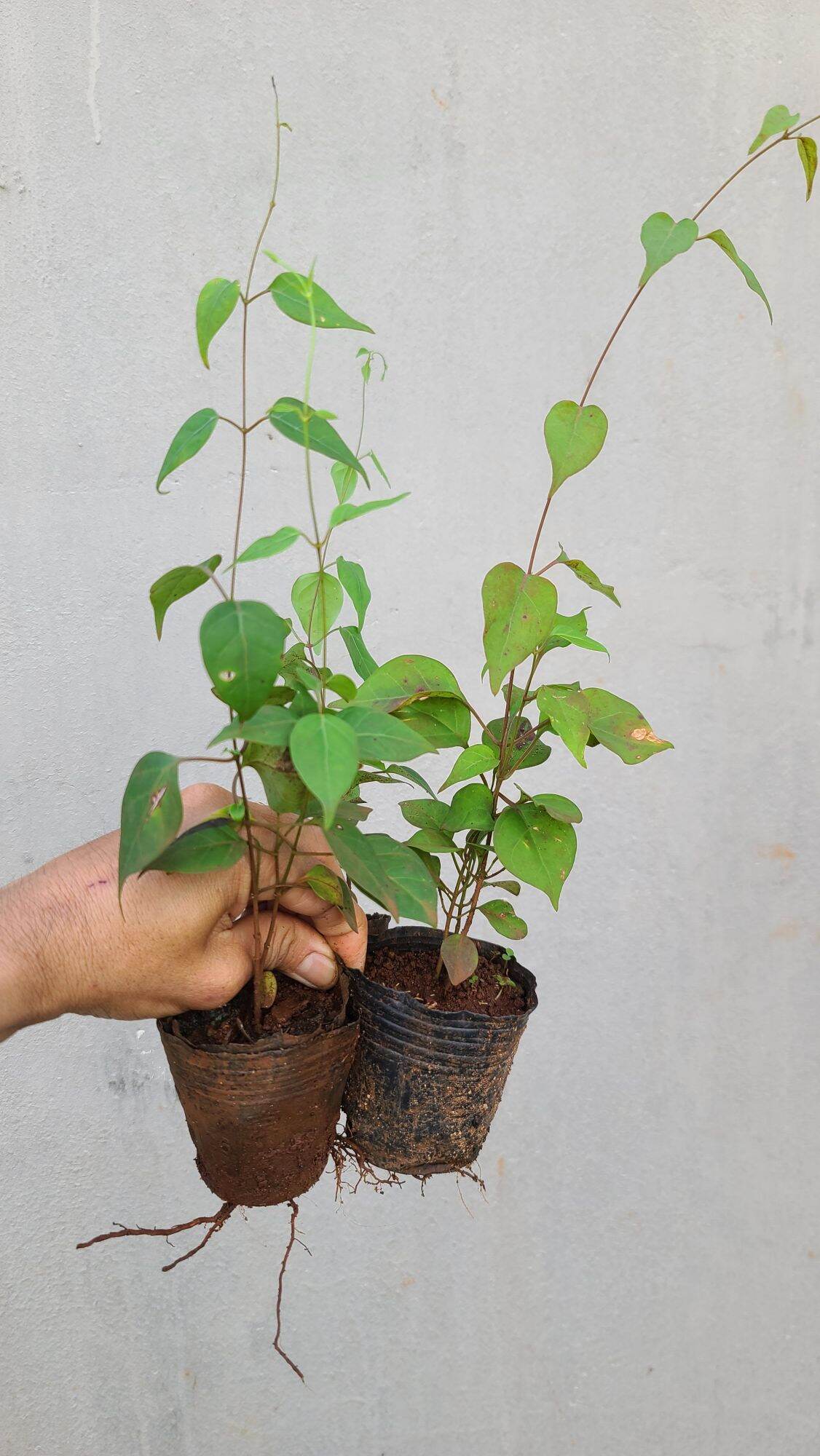COMBO 3 Cây lá Giang giống.