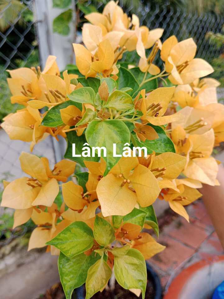 cây hoa giấy ghép ( vàng hoàng kim)
