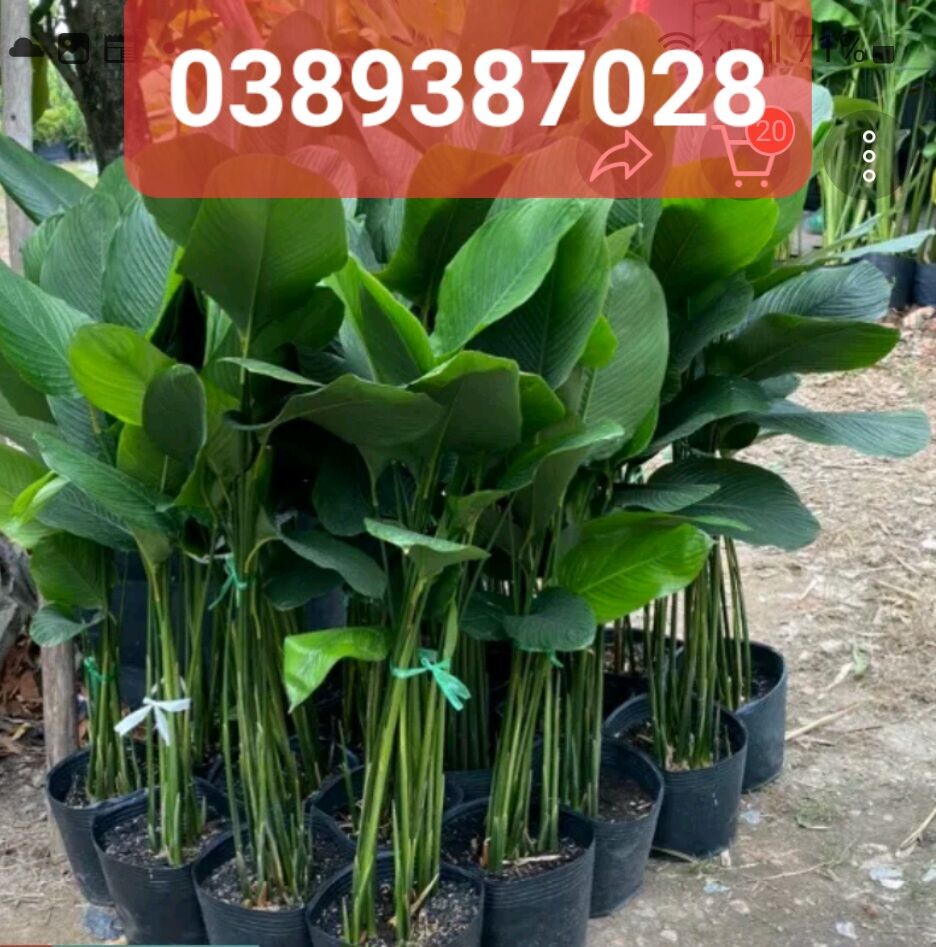 Cây giống lá dong,1 bụi như hình