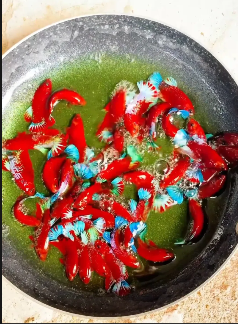 ( cá betta) cặp betta red fancy cp đẹp chuẩn giống