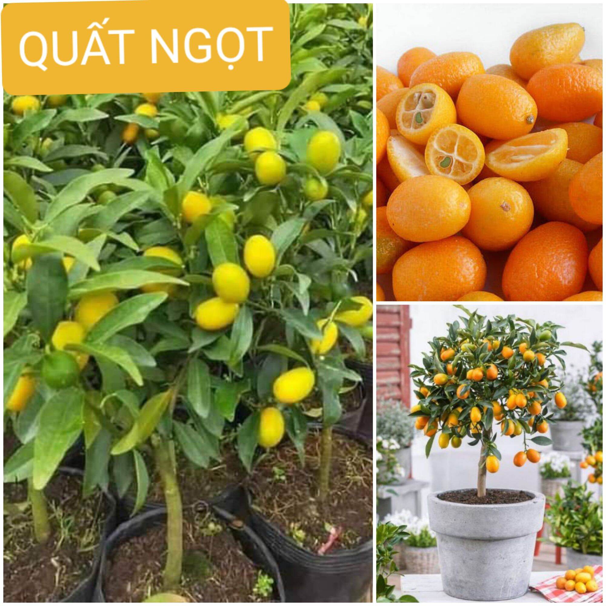 Cây quất quả ngọt đang hoa và trái