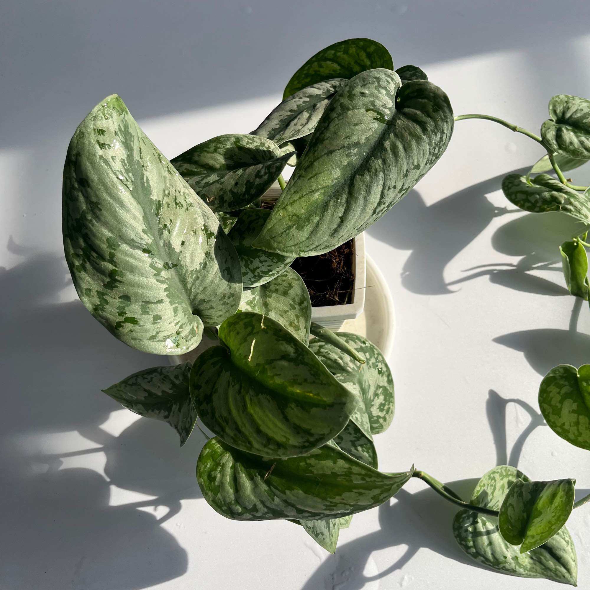 Trầu bà Lụa - (Scindapsus Pictus) - Chậu treo hoặc chậu gốm, cây dài 20-30cm