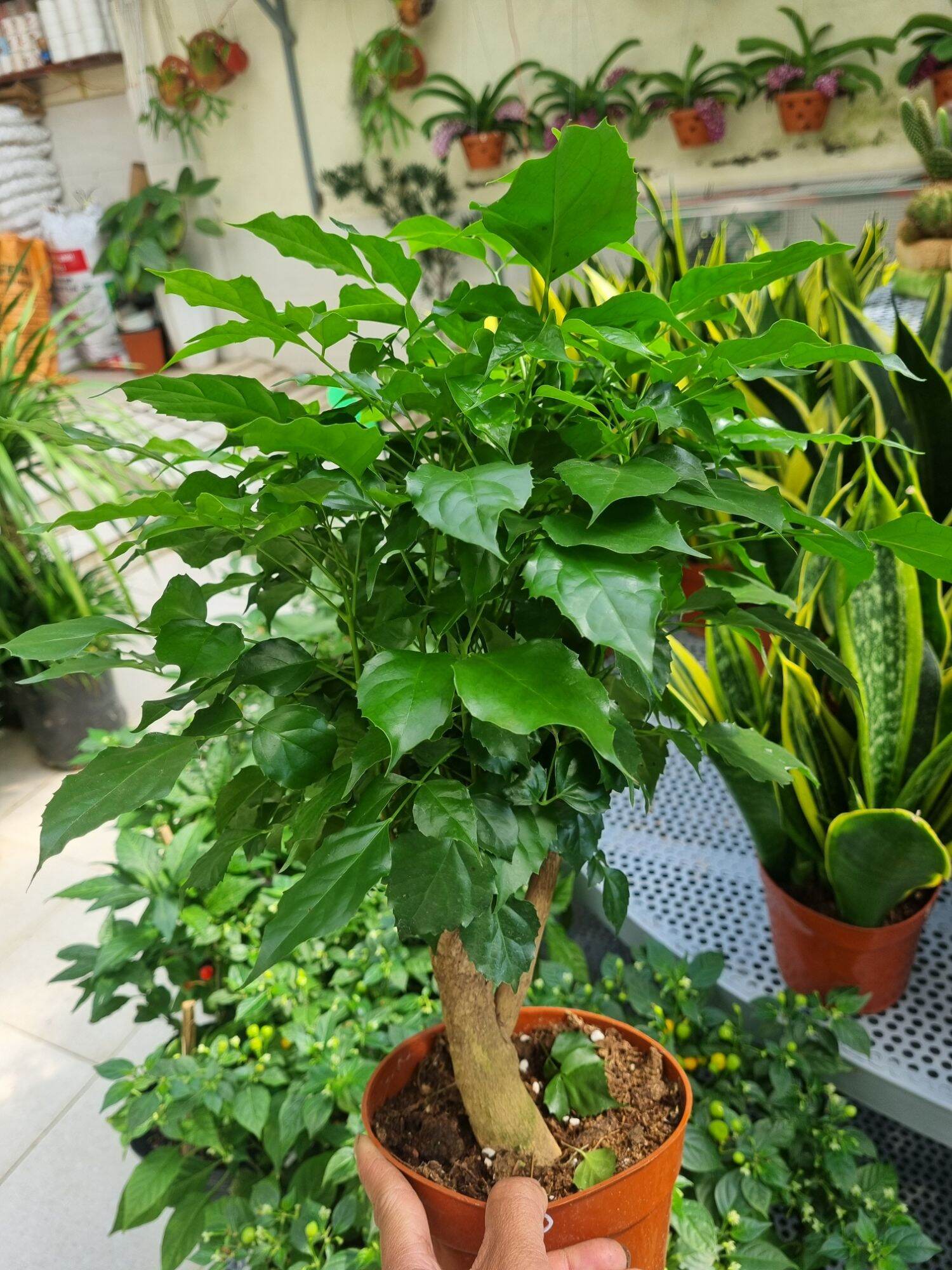 Chậu Cây hạnh phúc - cây để bàn