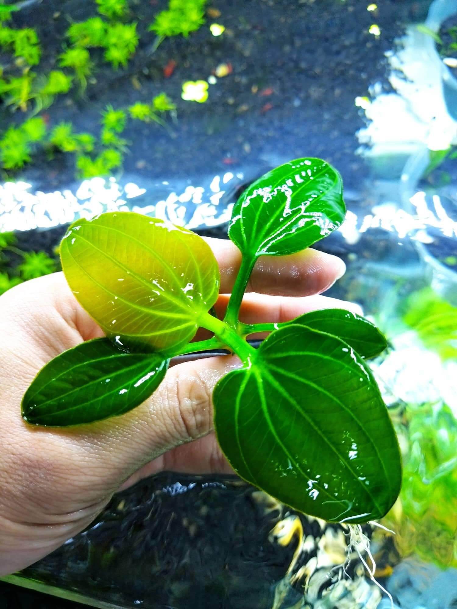 Cây trầu iguazu 2009 trồng trong bể cá