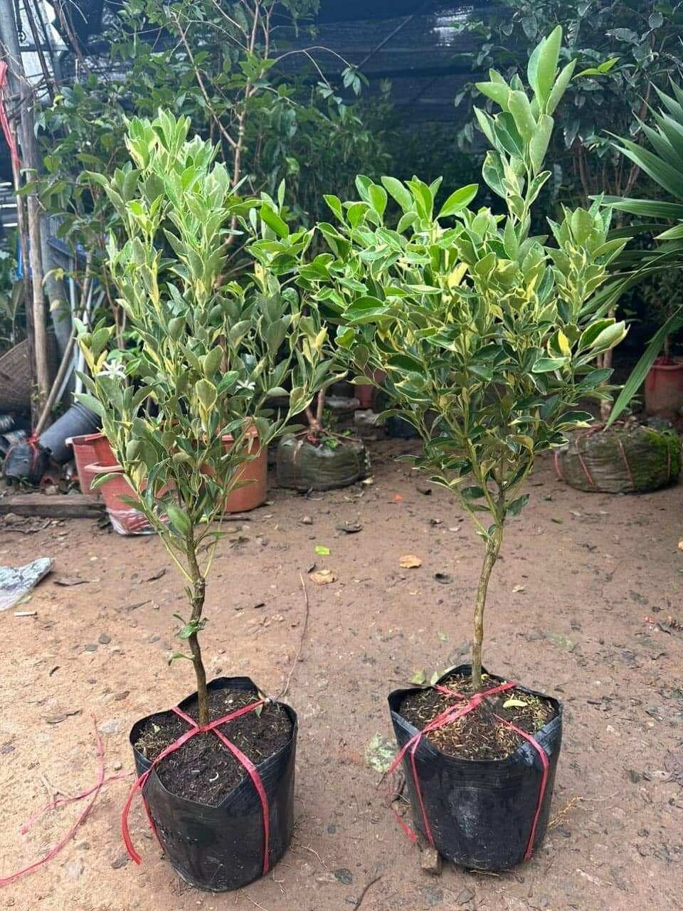 cây tắc cẩm thạch( cây hạnh cẩm thạch) chuẩn giống