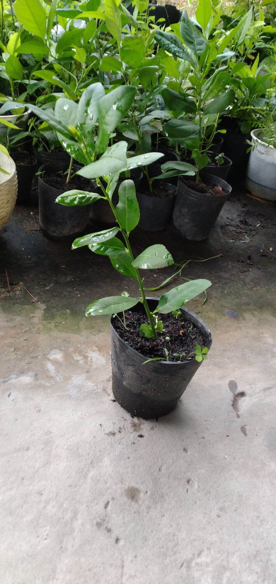 Chanh Mỹ trái dài không hạt(cây giống chiết cành,cây nguyên bản)