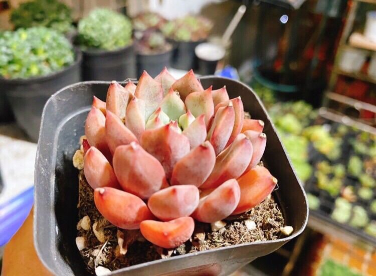 Sen đá Echeveria Shamong - lên màu cam cá hồi