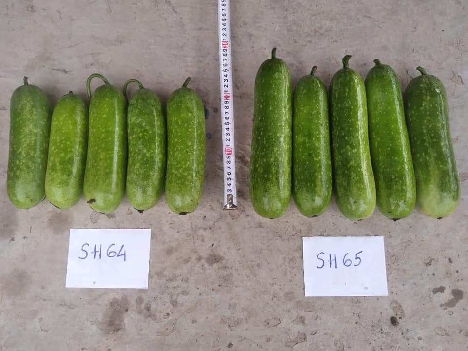 Hạt giống bí đao SH65 Sen Hồng (bí dài) 2g (100 hạt)