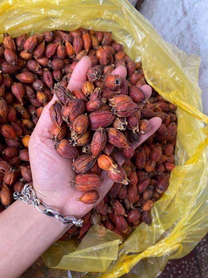 Quả dành dành (quả chi tử) sấy khô