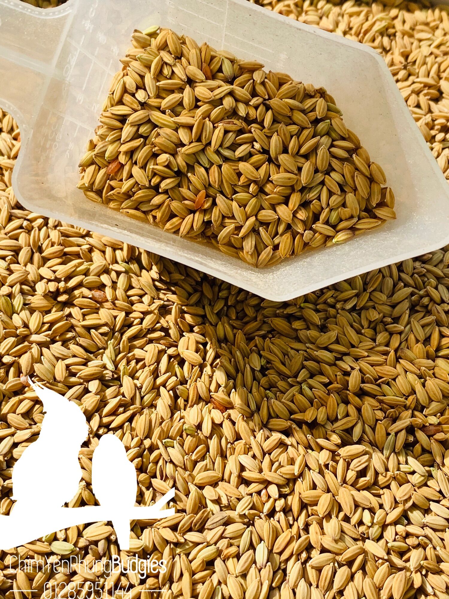 500Gr lúa tiêu ruột đỏ cho Chim Cảnh, Gà kiểng, Cu gáy...