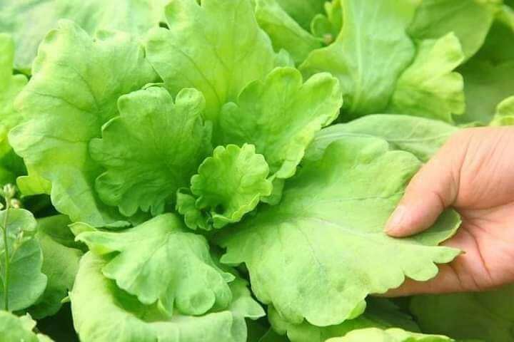 10 gr hạt giống cải cúc nếp lá to