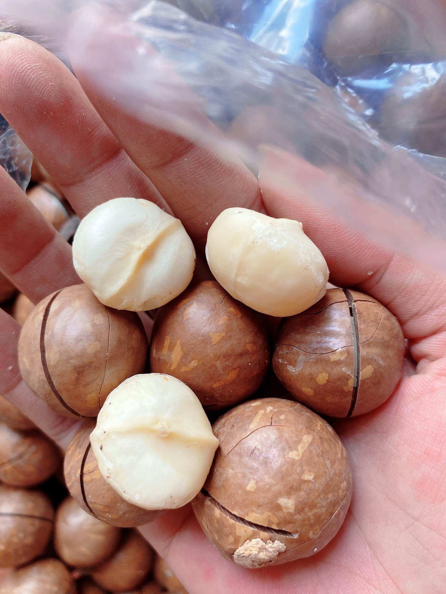 500Gr Macca Daklak size đại bao ngon
