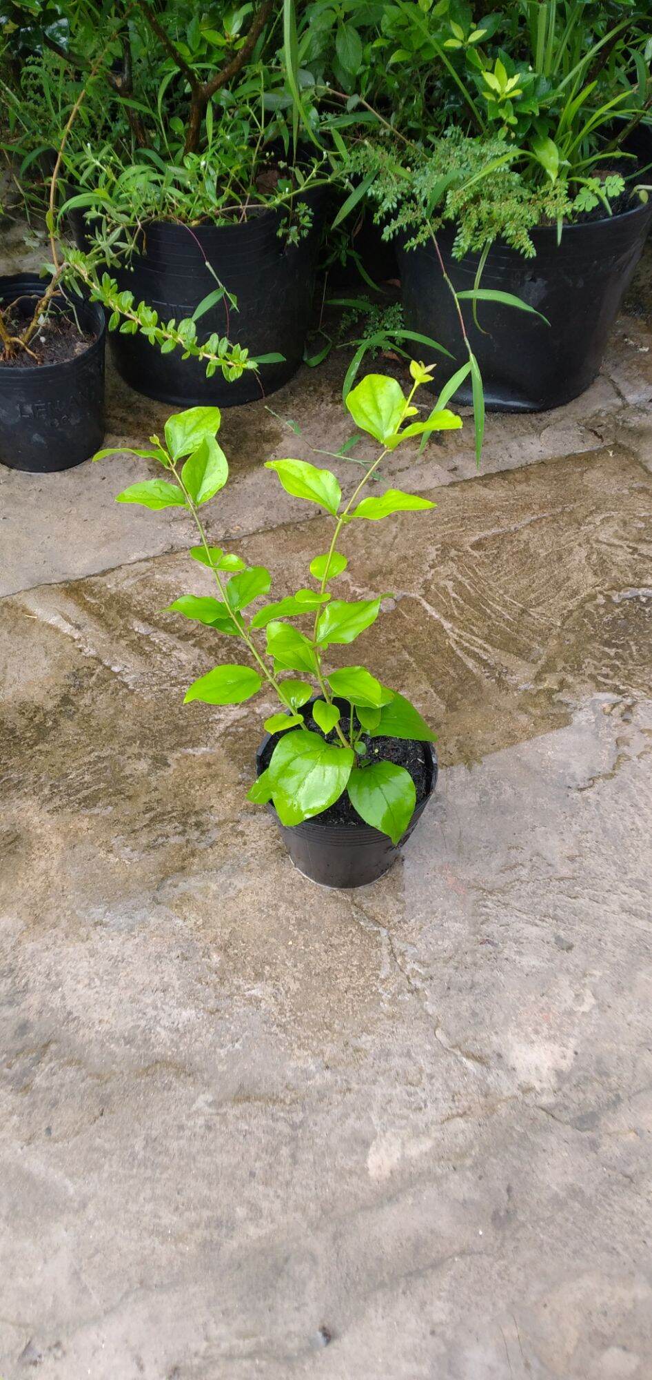 Chậu giống hoa lài leo thơm (Jasminum auriculatum)
