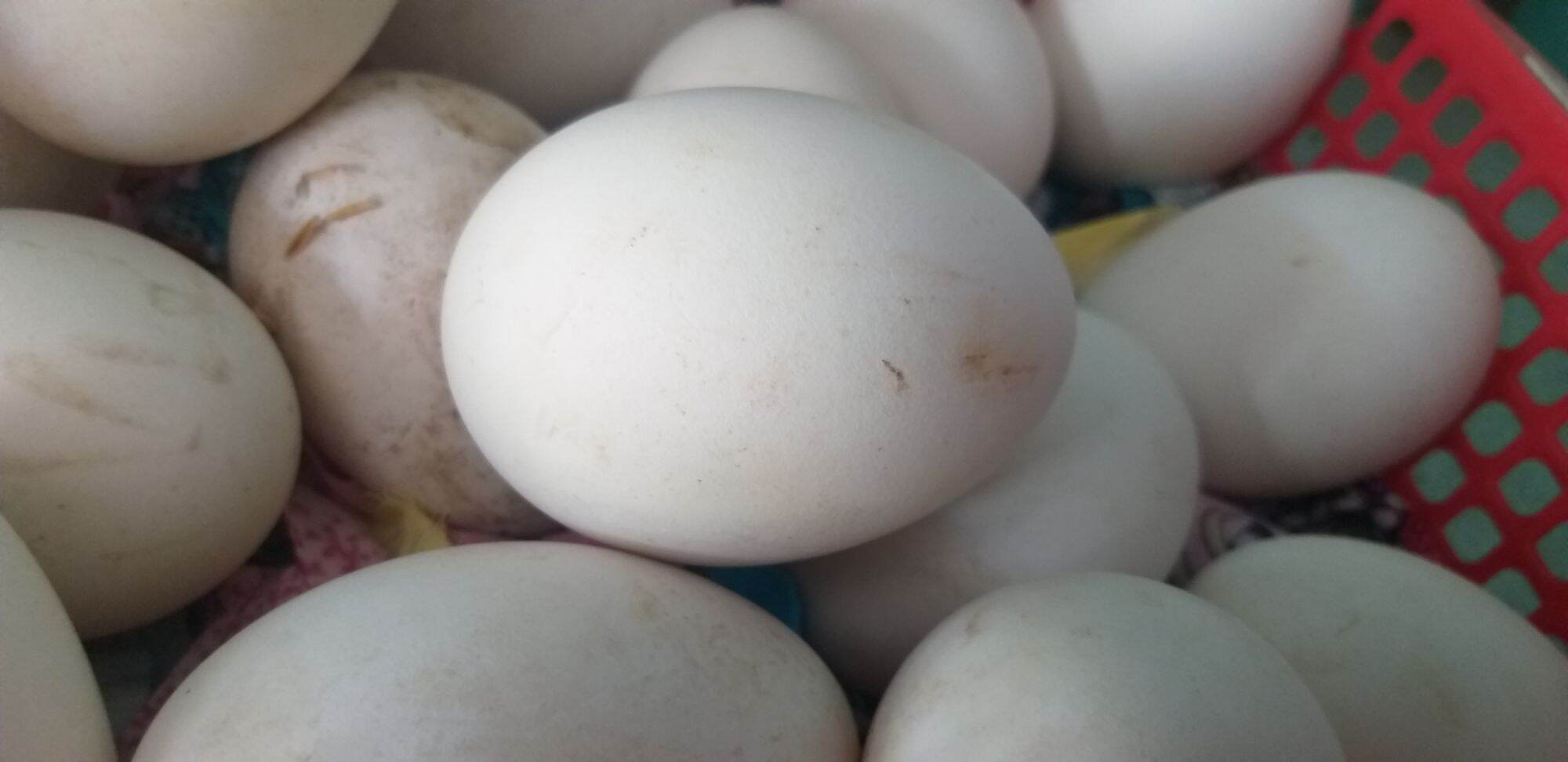 Trứng ngỗng vườn 1 trứng