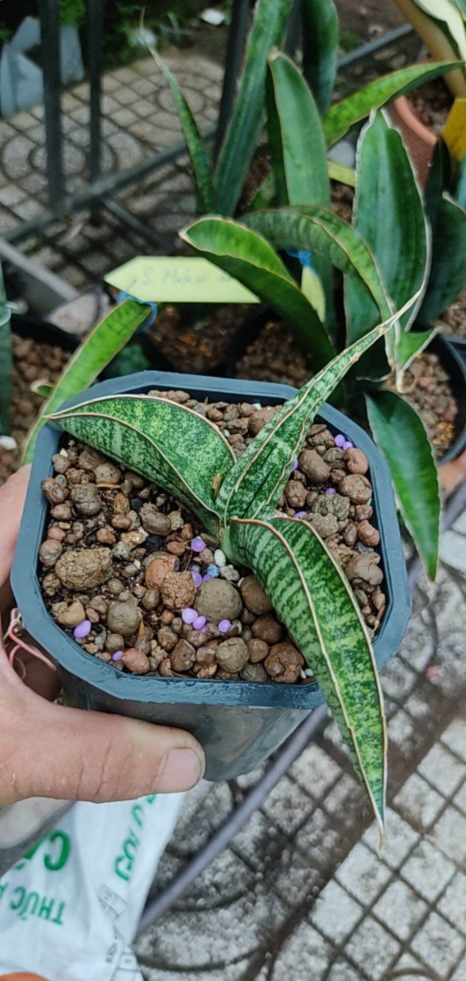Cây lưỡi hổ - Sansevieria Arusha