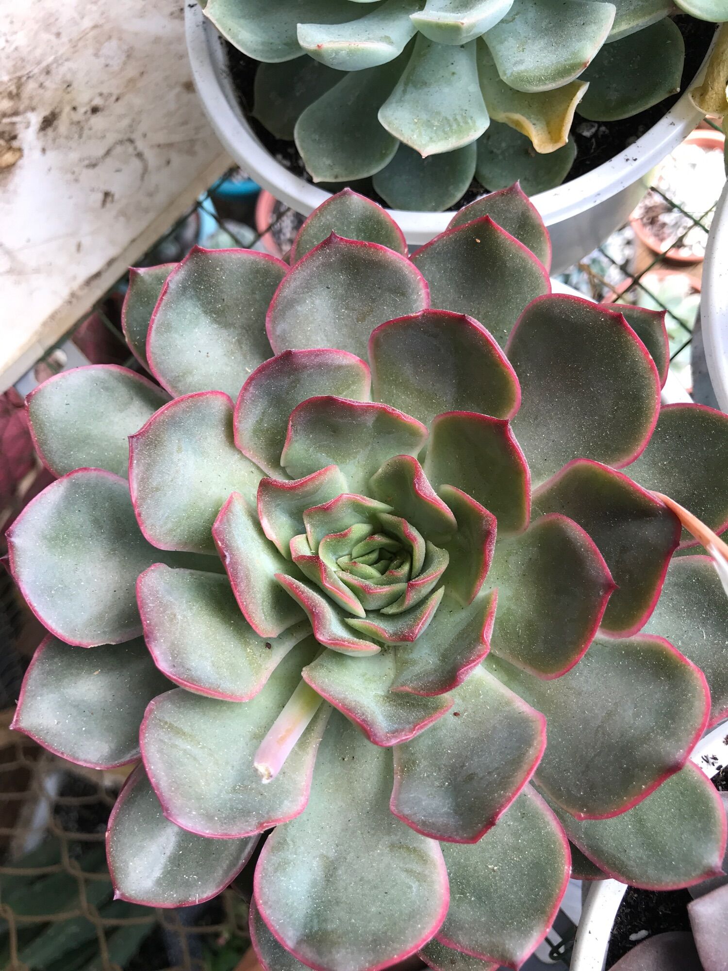 Sen đá vượt size tô 15cm đã thuần  giống mới