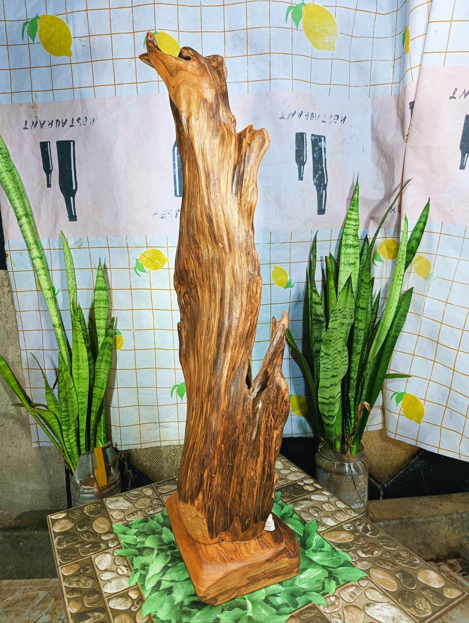 lũa ngọc am đỏ hà giang, hàng rễ bao thơm