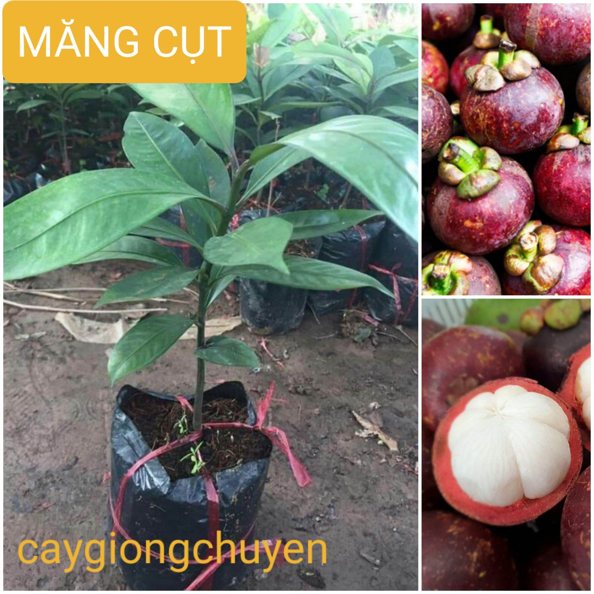 Cây giống măng cụt