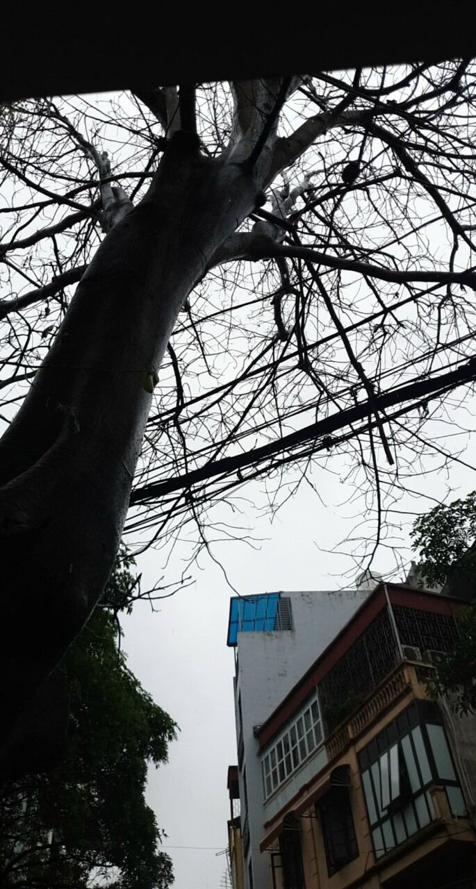 [dũng sĩ diệt cây 🌲🌲🌲} thuốc diệt cây 🌲🌲. diệt cỏ rắc quanh gốc 500 g