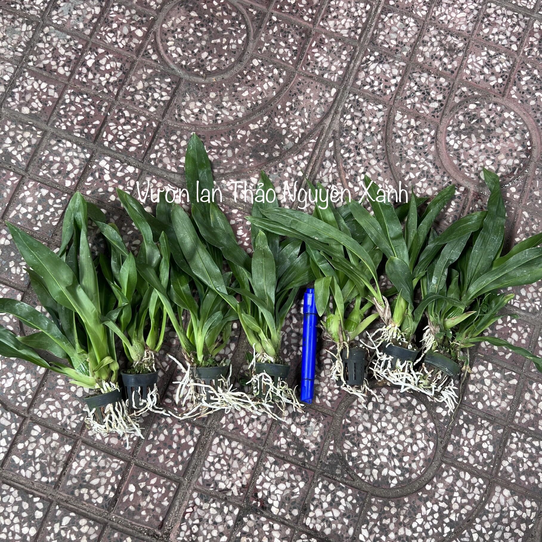 Vũ Nữ Hoàng Hậu Size Trung Màu Xanh