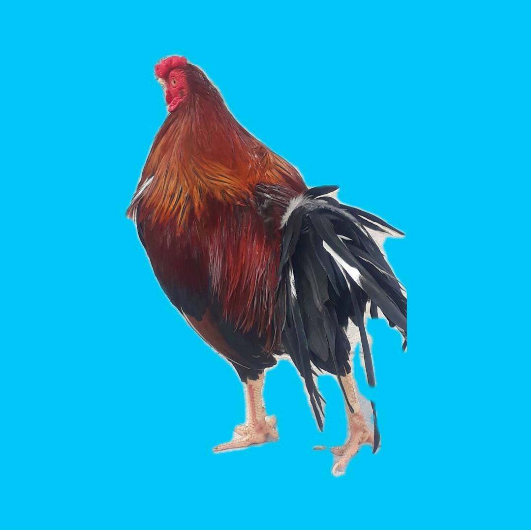 GÀ NÒI VIỆT RẶC ,10 TRỨNG GÀ NÒI VIỆT RẶC ,ẤP NỞ CON GIỐNG ,TRẠI GÀ NÒI THÀNH ĐÔNG LONG AN