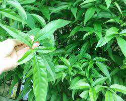 Cây bìm bịp ( xương khỉ ) 1 chậu nhiều thân ( mua 3 tặng 1)