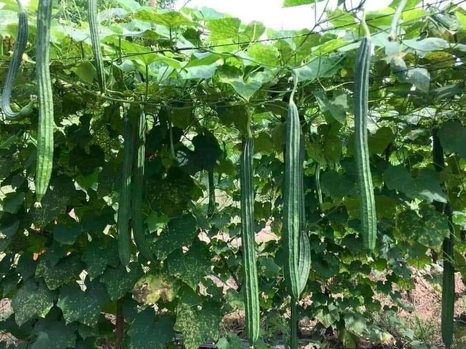 Hạt mướp khía Thái Lan 15 hạt