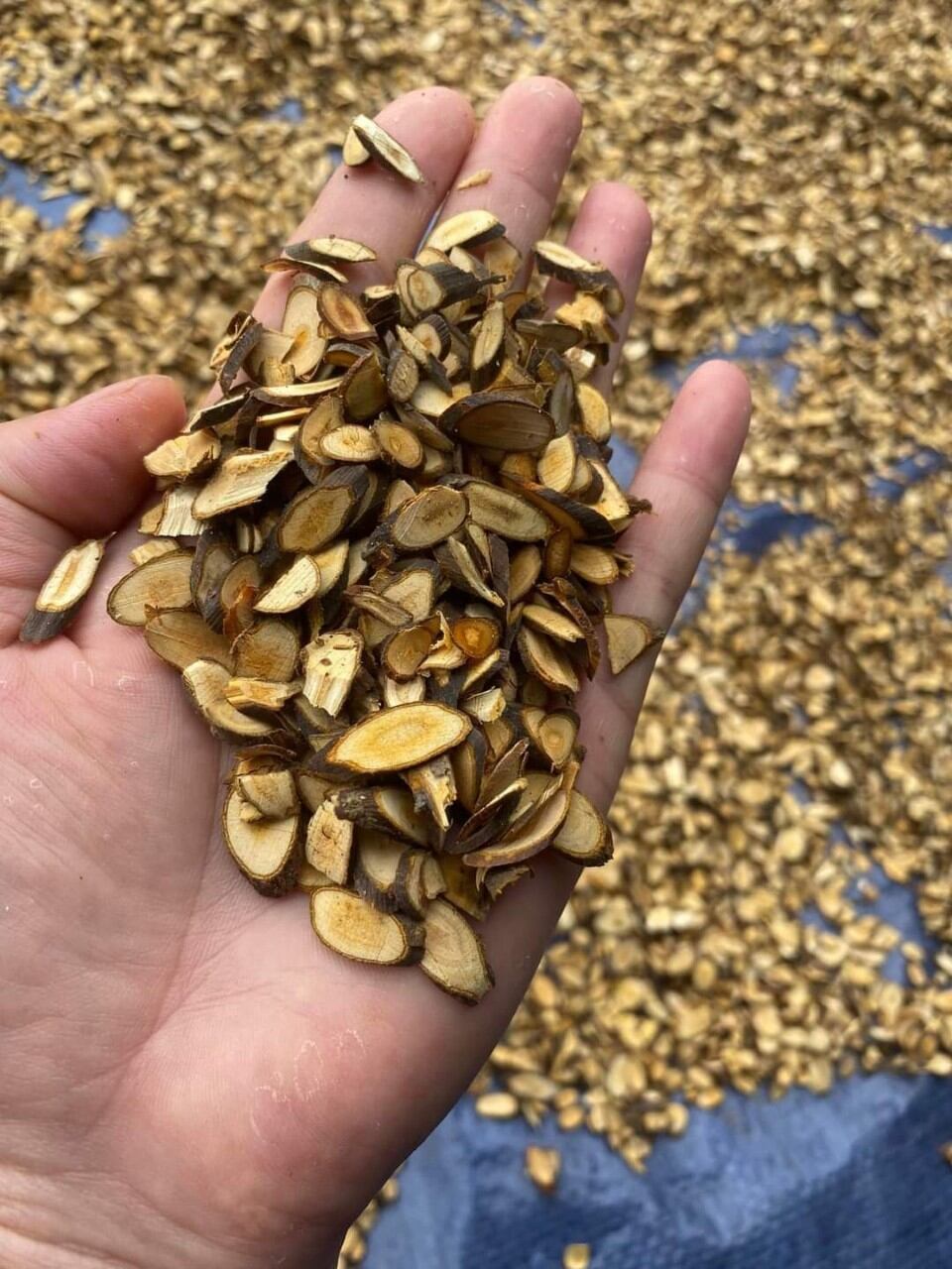 100gr Quế chi, xông nhà nấu nước tắm gội đầu, xông giải cảm