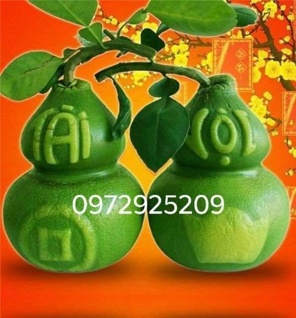 Khuôn nhựa.tạo hình quả hồ lô cho bưởi. đào tiên. dưa