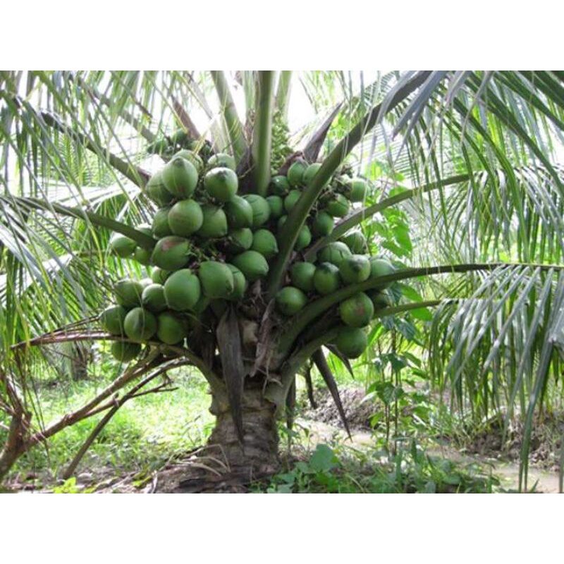 Cây dừa xiêm lùn giống bến tre