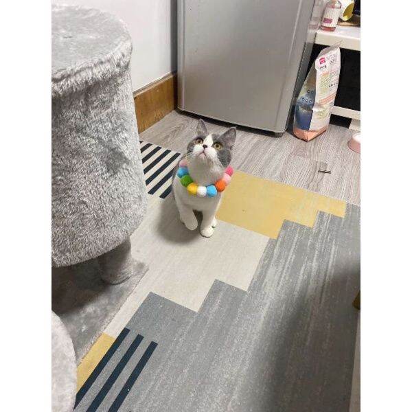 Vòng Cổ Pom Pom Cho Boss